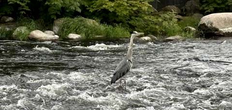 Reiher in der dänischen Stadt Silkeborg Ein Reiher in Silkeborg